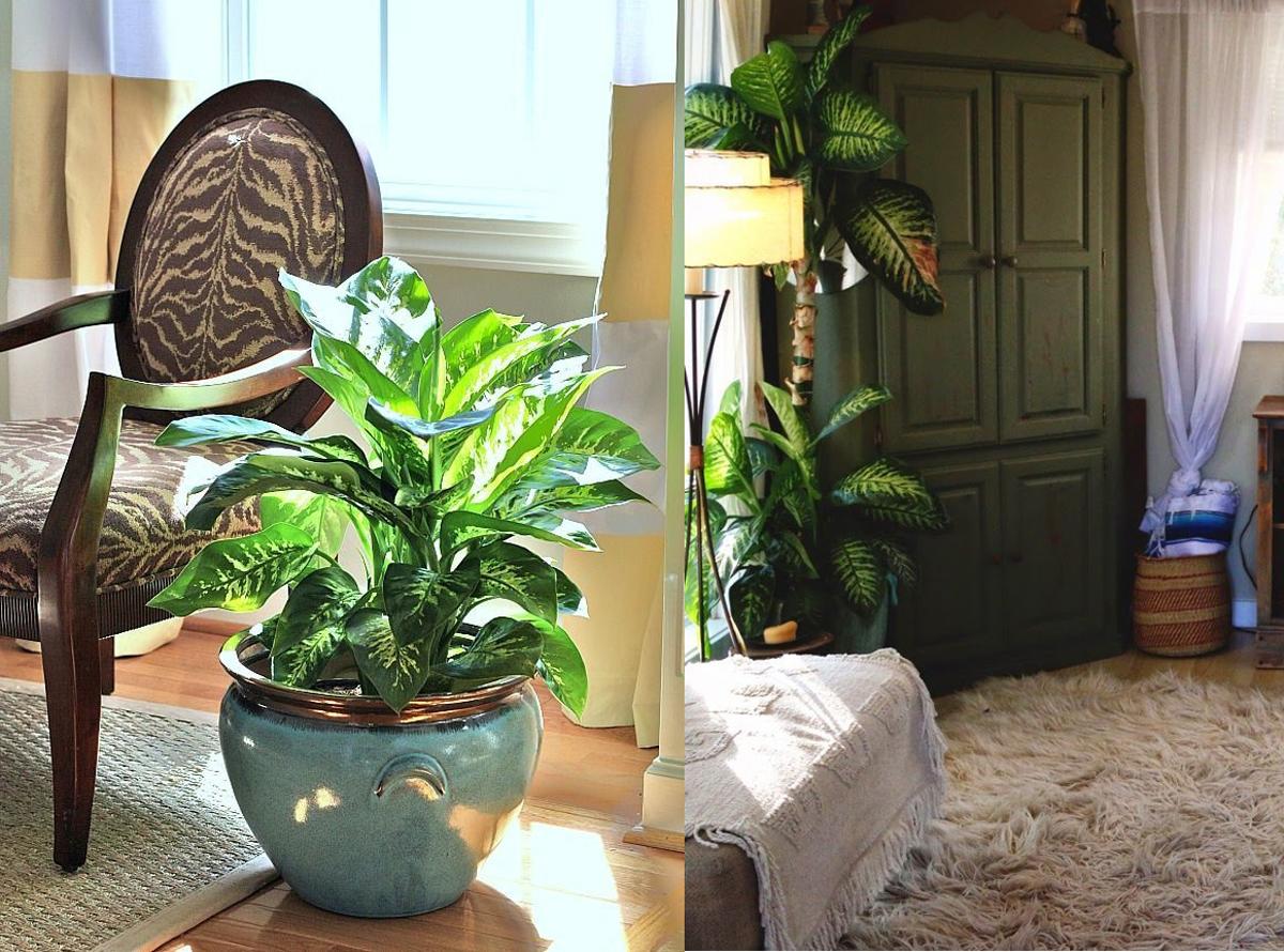 Dieffenbachia dans la chambre