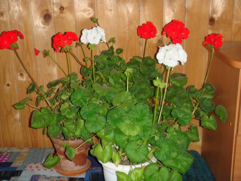 Pflege von Geranien