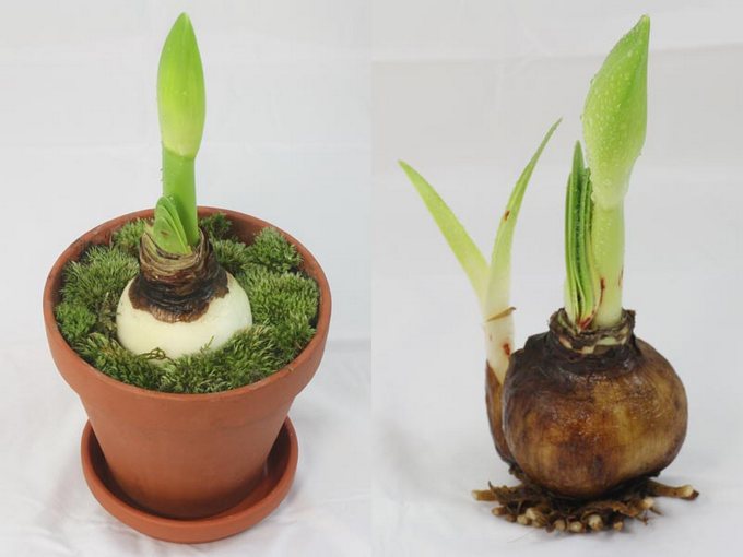 Αναπαραγωγή του Hippeastrum