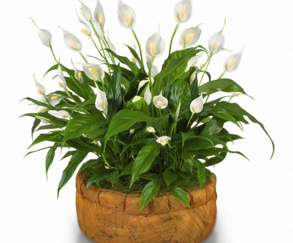 Was ist nach dem Kauf einer Spathiphyllum zu tun?