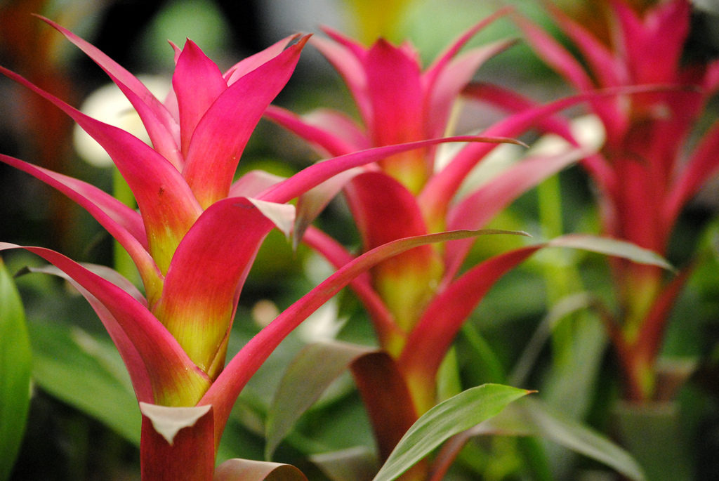 Guzmania Donella-Smithii