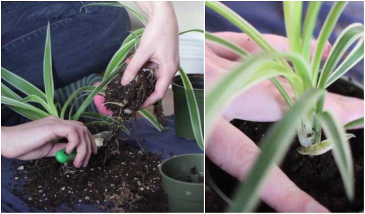 Vermehrung von Chlorophytum durch Teilung des Busches