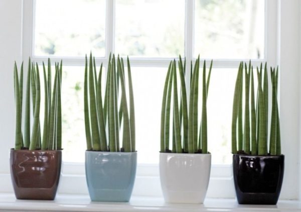 Zylindrische Sansevieria
