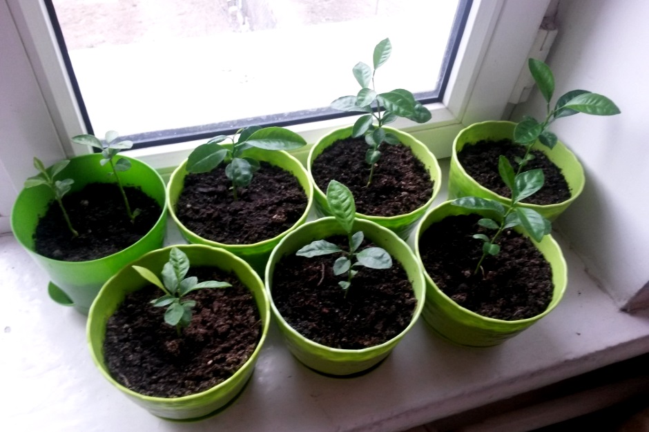 Mandarinensprossen
