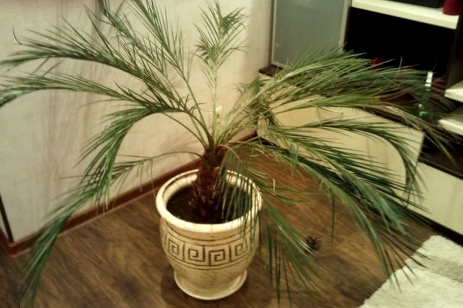 Palmier