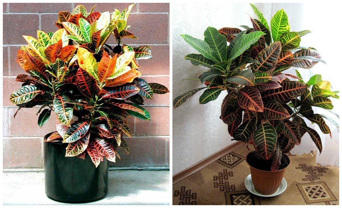 Cultiver du croton à la maison