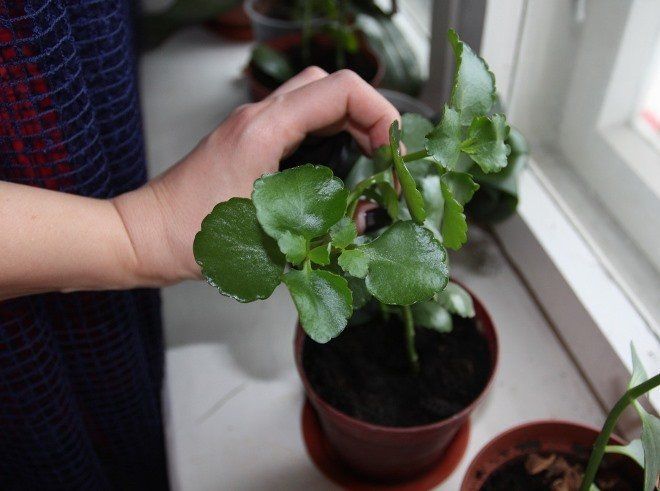 Reinigender Rückschnitt der Kalanchoe
