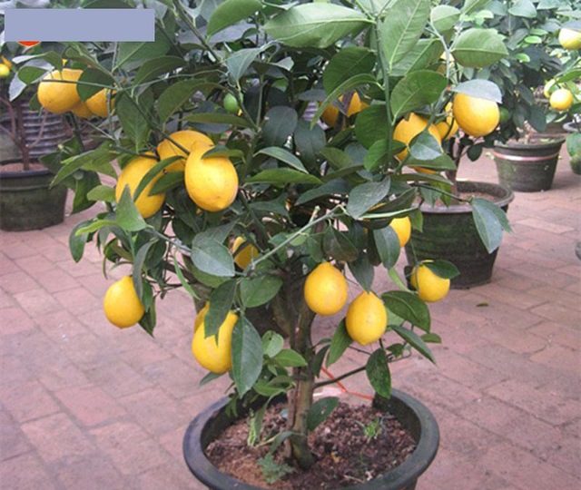citronnier