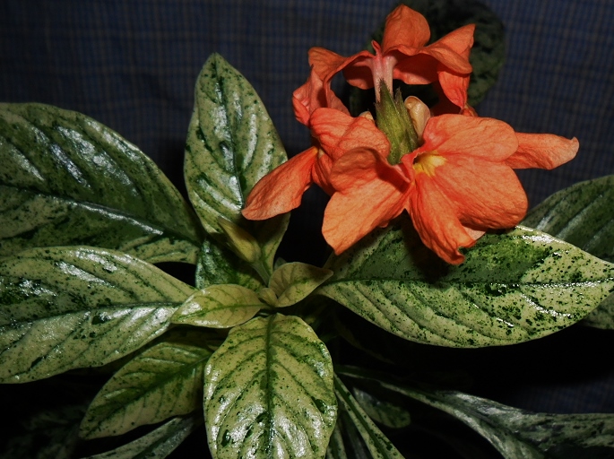 Crossandra variegata