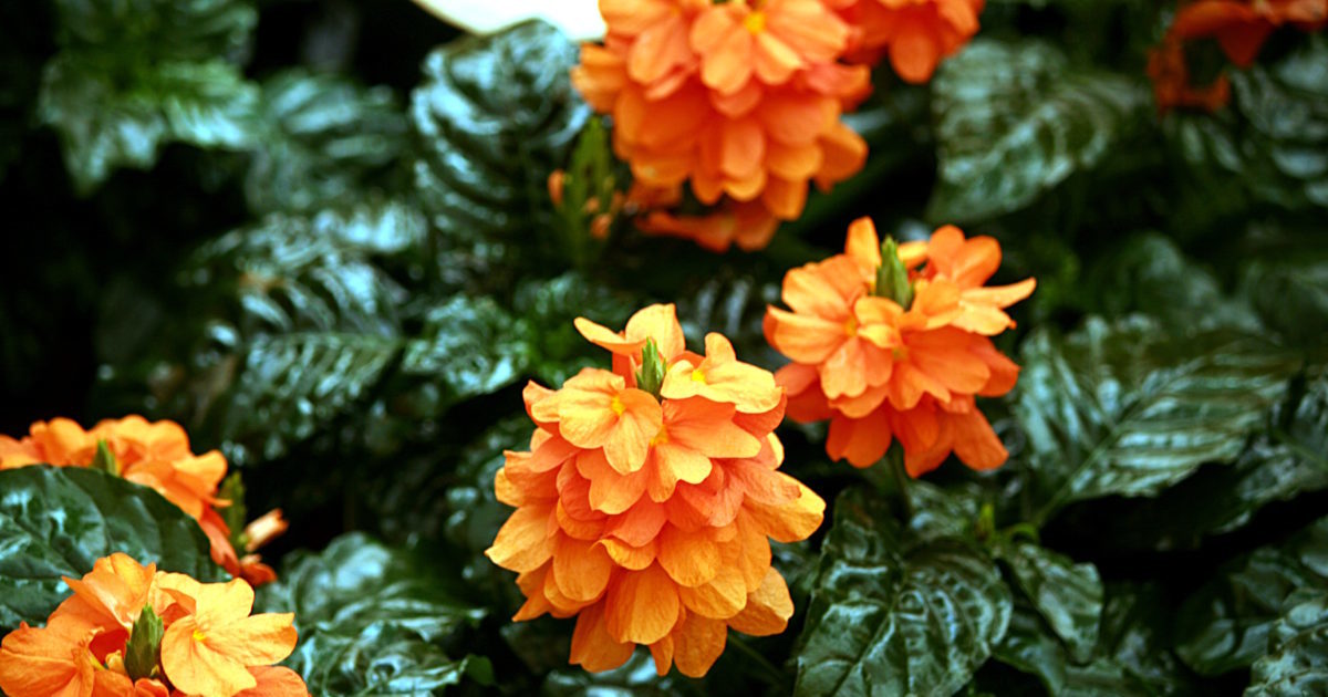Crossandra