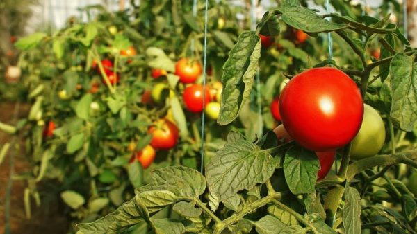 Fruchtbildung bei Tomaten
