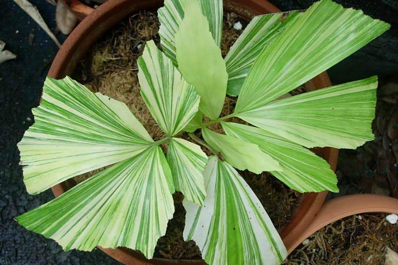 Caryota