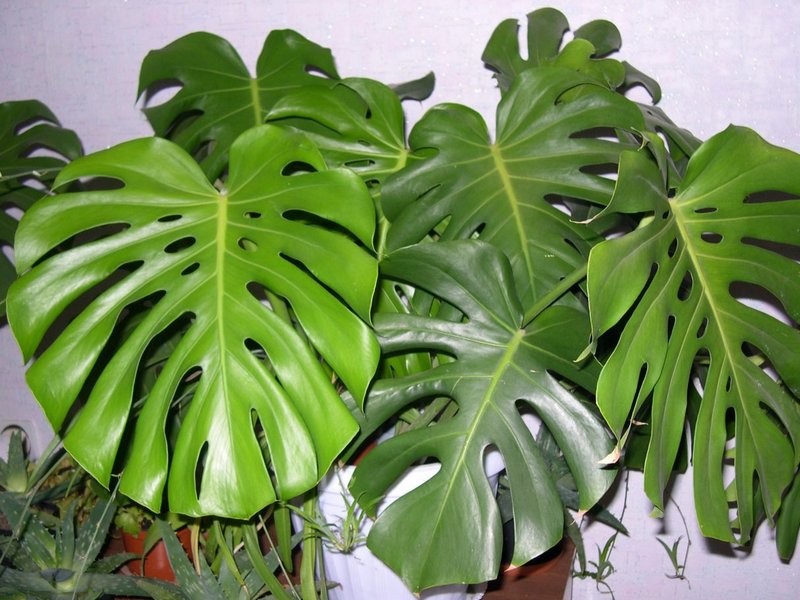 Monstera-Liane