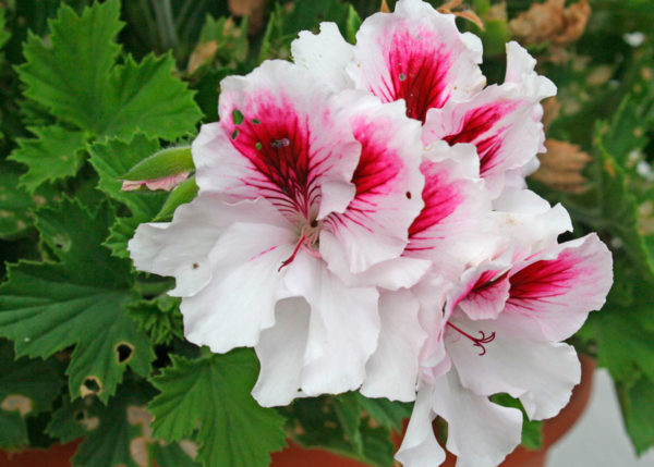 Pelargonio