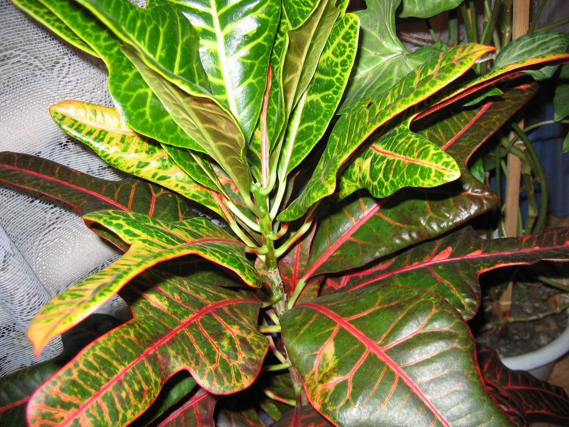 Croton