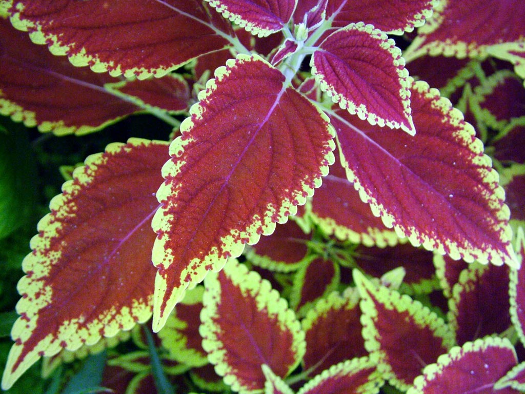 Fleur