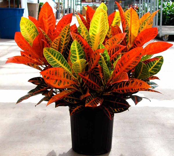 Croton