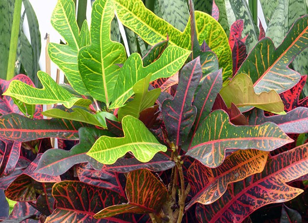 Croton