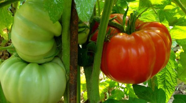 Variétés de tomates géantes pour la Russie centrale