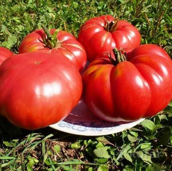 Variétés de tomates géantes pour la Russie centrale