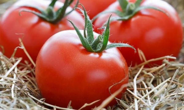 Variétés de tomates géantes pour la Russie centrale