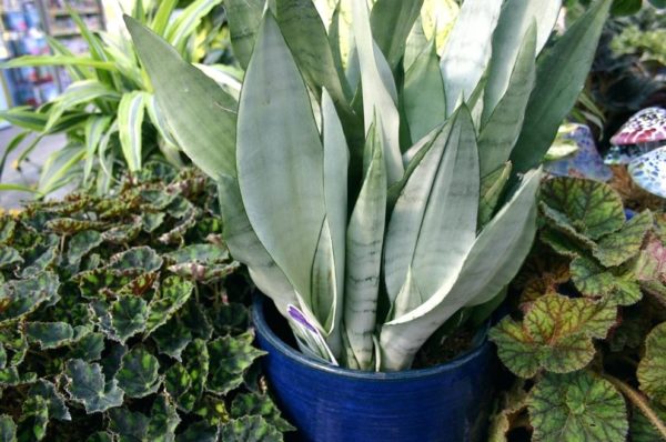 Weiße Sansevieria