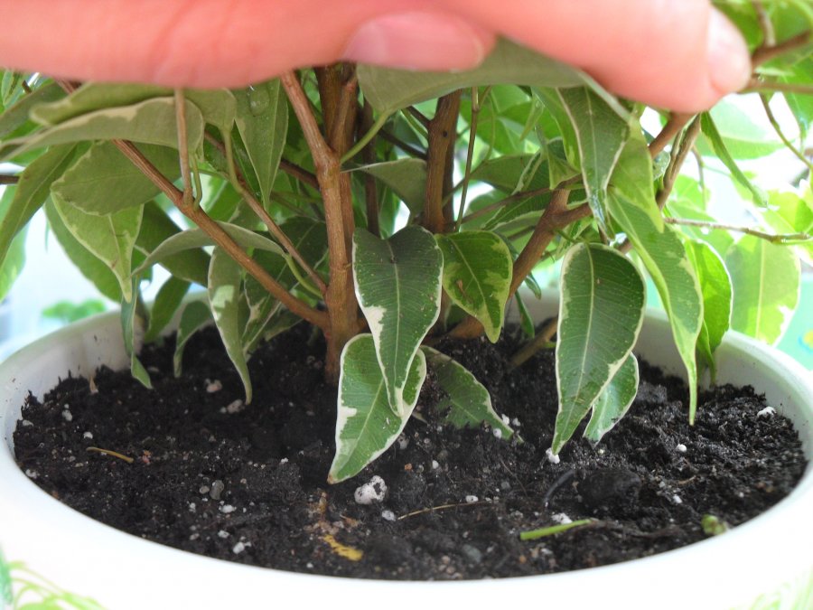 Ficus düngen