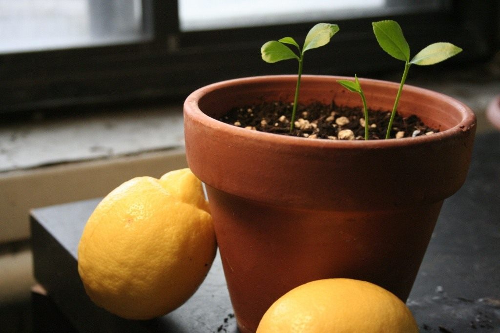 pousses de citronnier
