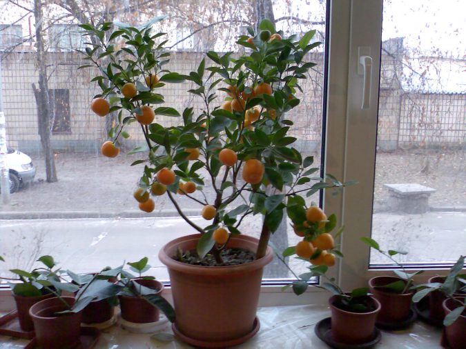 citronnier