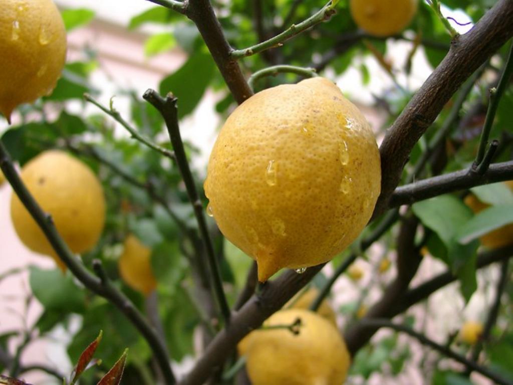 Citron