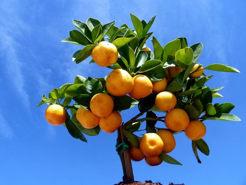 Hausgemachte Mandarine
