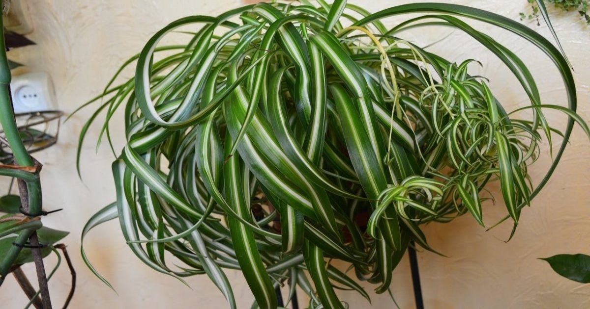Chlorophytum