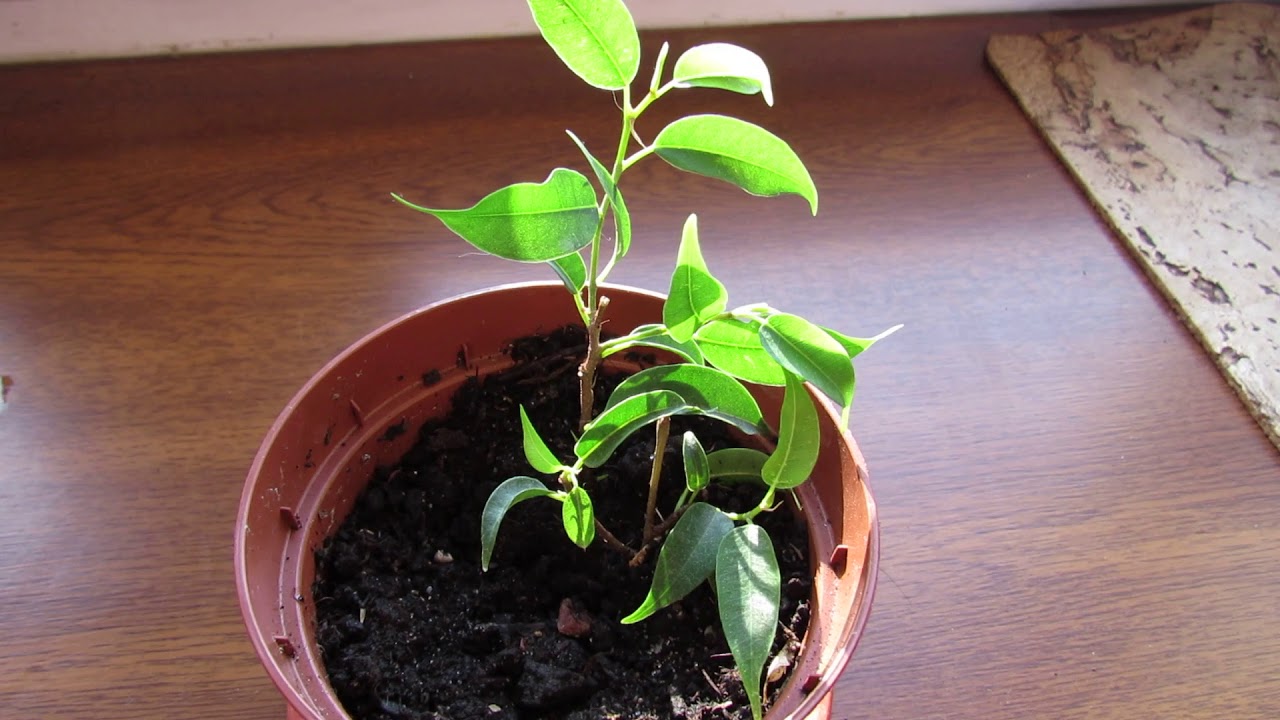 Rooted cuttings