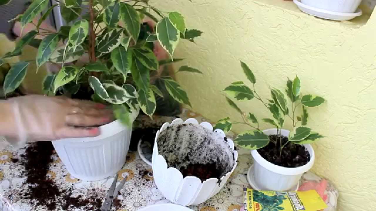 Neuanpflanzung eines Ficusbaums