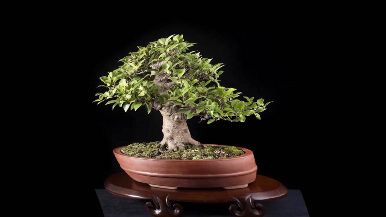 Ficus microcarpa