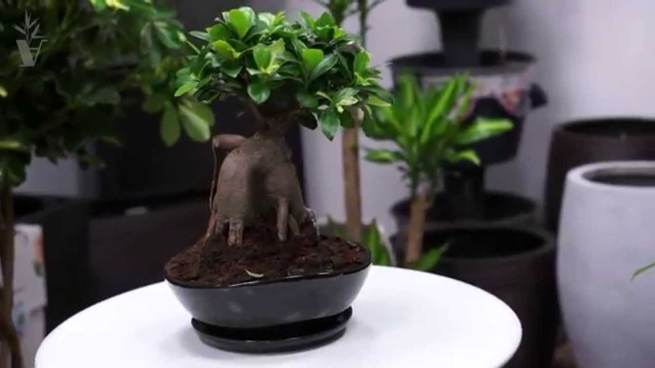 Ficus microcarpa