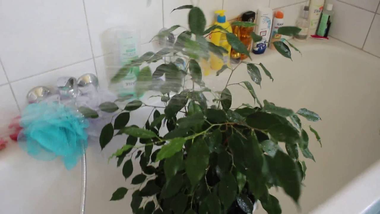 Φροντίδα για ένα δέντρο ficus