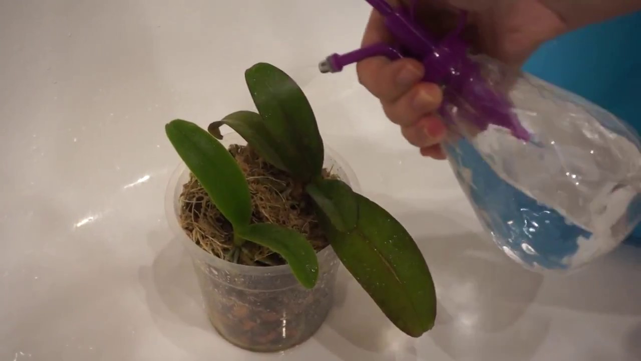 Traitement des orchidées avec Fitoverm