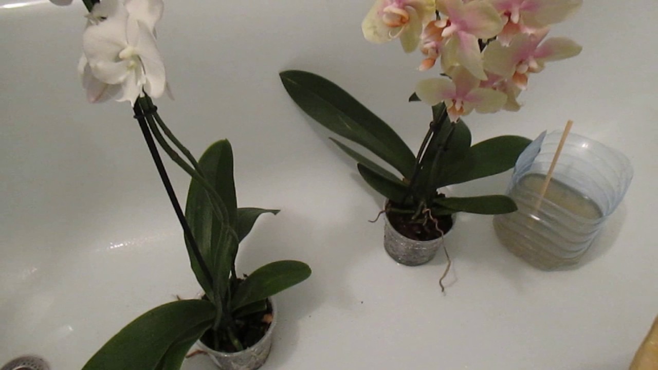 Traitement aux orchidées