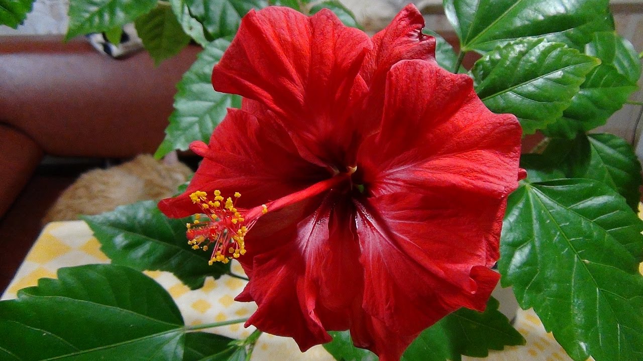 hibiscus chinois
