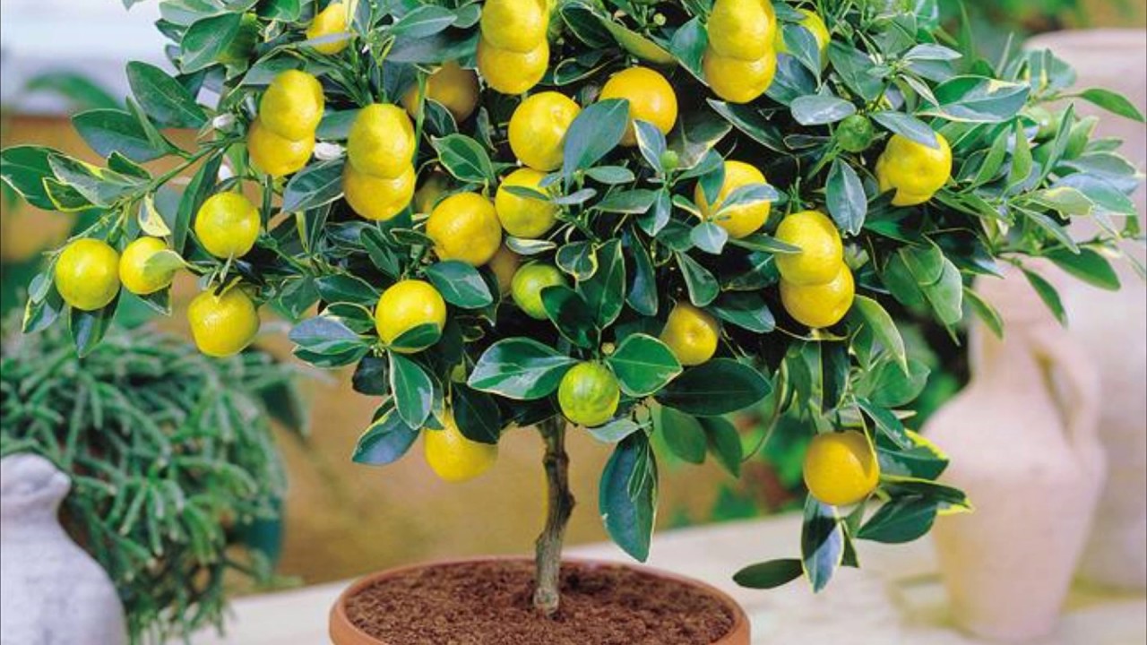 citronnier