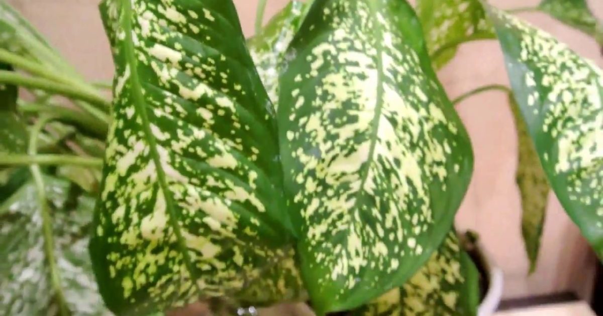 Dieffenbachia