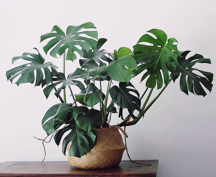 Monstera-Liane