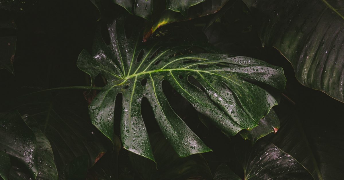 Monstera