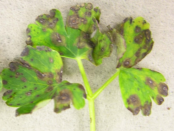 Dégâts causés par les nématodes
