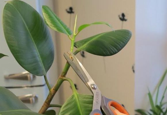Beschneiden eines Ficus