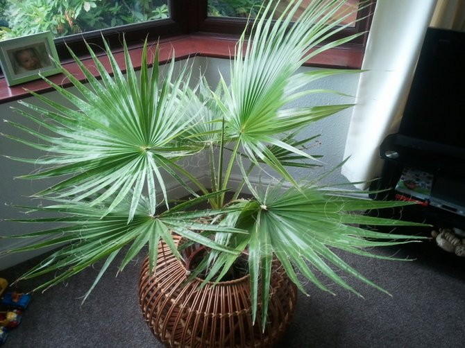 Palme