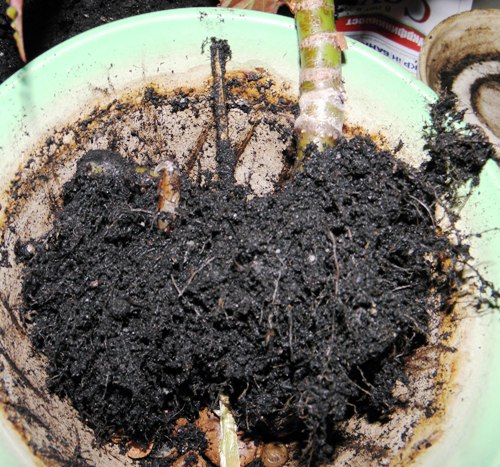 transplantation de bégonia