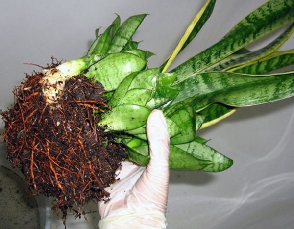 Vermehrung von Sansevieria