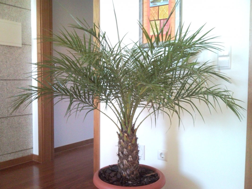Palme